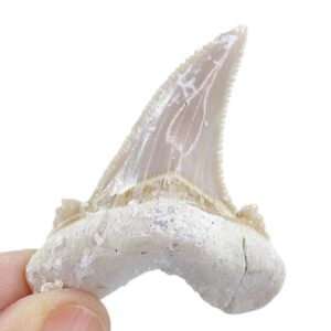 Otodus sokolovi