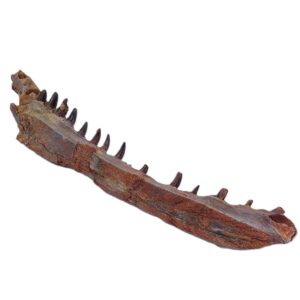 Elosuchus cherifiensis
