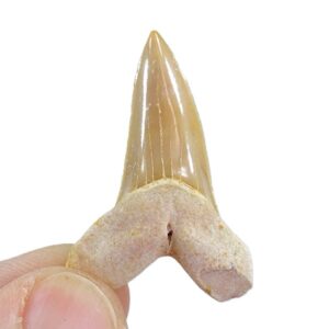 Macrorhizodus praecursor