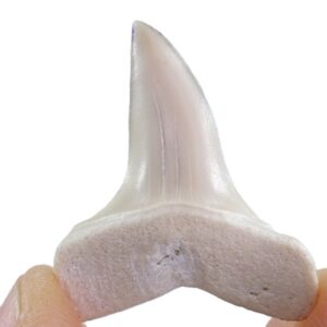 Macrorhizodus praecursor  VENDIDO