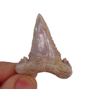 Palaeocarcharodon orientalis