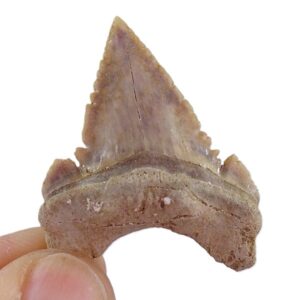 Palaeocarcharodon orientalis