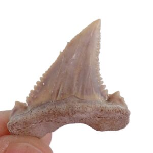 Palaeocarcharodon orientalis