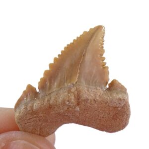 Palaeocarcharodon orientalis