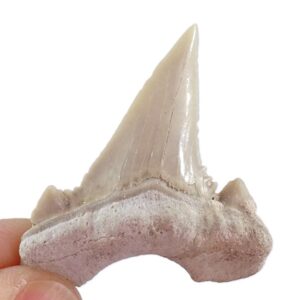Palaeocarcharodon orientalis