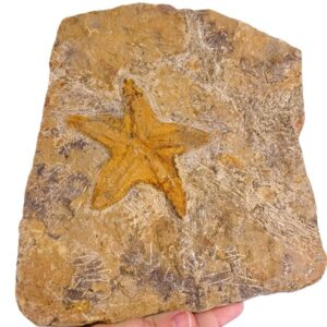 Asteroidea