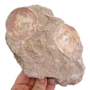Otodus obliquus