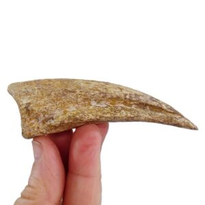 Spinosaurus aegyptiacus