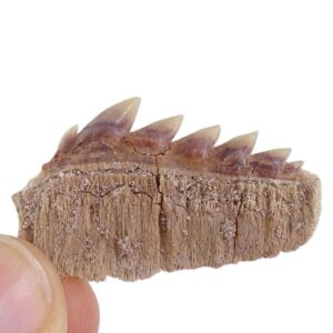 Notidanodon loozi