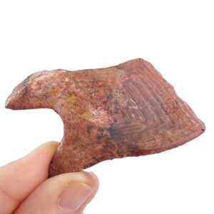 Lepidotes pankowskii