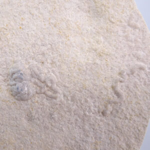 Lumbricaria intestinum