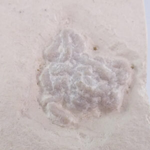 Lumbricaria intestinum