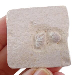 Lumbricaria intestinum