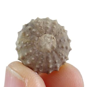 Loriolia texana = Loriolia rosana
