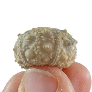 Salenia texana
