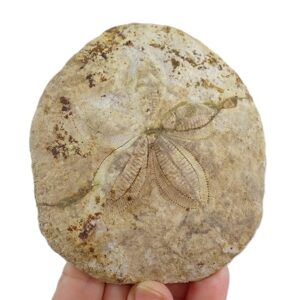 Clypeaster chiapasensis