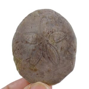 Weisbordella mirabilis