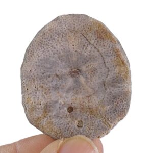 Weisbordella mirabilis