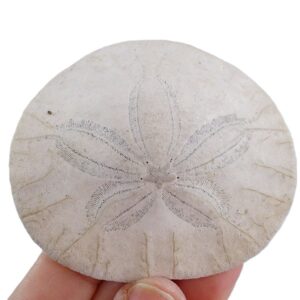 Dendraster excentricus VENDIDO