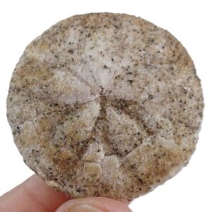 Astrodaspis diabloensis