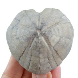 Micraster schroederi