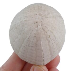 Echinocorys sulcata