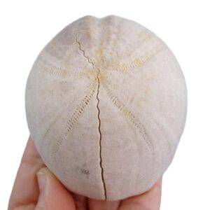 Hemipneustes striatoradiatus