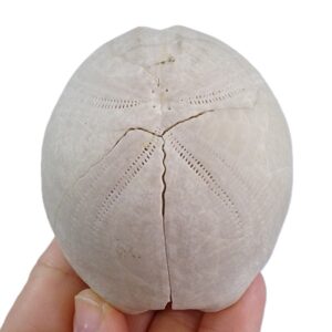 Hemipneustes striatoradiatus