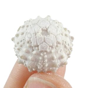 Goniopygus royanus