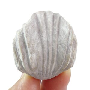 Burmirhynchia decorata