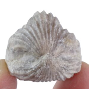 Burmirhynchia decorata