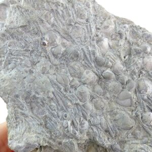 Tentaculites sp.