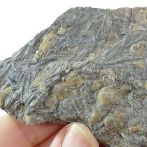 Tentaculites sp.
