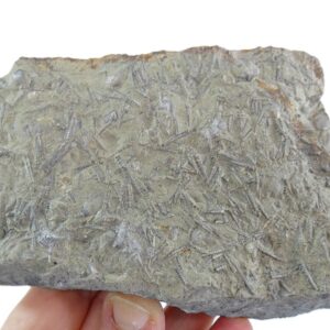Tentaculites sp.