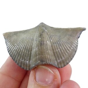Cyrtospirifer mylaensis