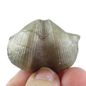 Cyrtospirifer mylaensis