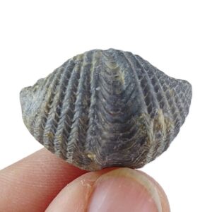 Spiriferina oxyptera