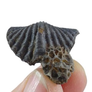 Spiriferina oxyptera