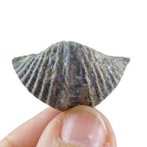 Spiriferina oxyptera