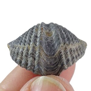 Spiriferina oxyptera