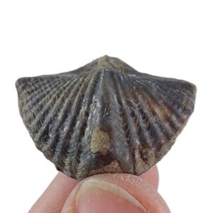 Spiriferina oxyptera