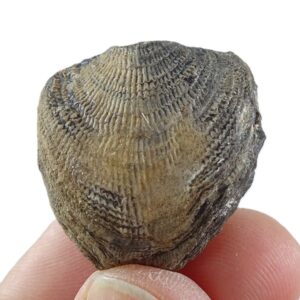 Atrypa confusa