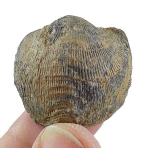 Atrypa confusa