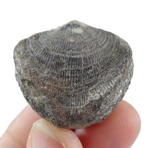 Atrypa confusa