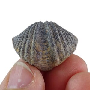 Spiriferina oxyptera