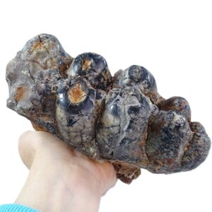 Gomphoterium angustidens