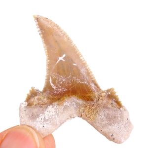 Otodus sokolovi