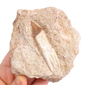 Dalpiazia stromeri
