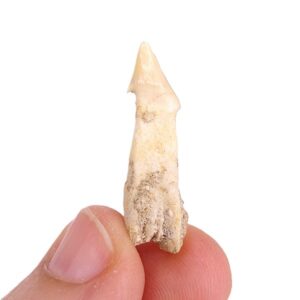 Dalpiazia stromeri