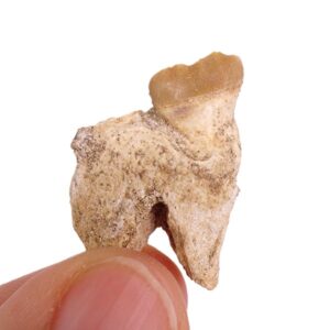 Stephanodus sp.